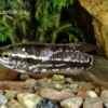 Spitzkopfgurami, Indischer Gurami, Ctenops nobilis (Rarität)