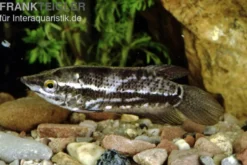 Spitzkopfgurami, Indischer Gurami, Ctenops nobilis (Rarität)