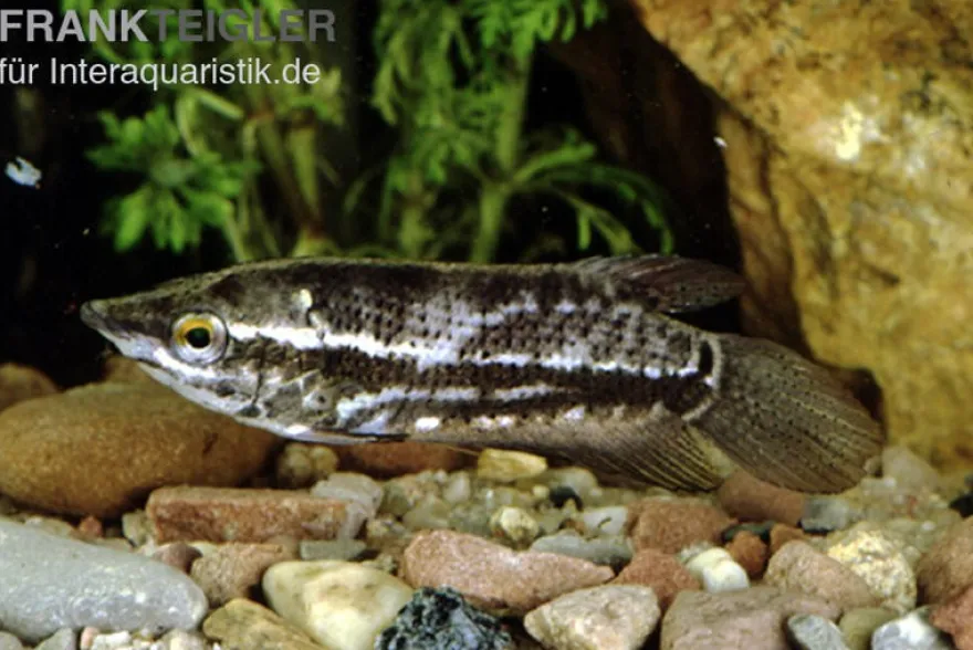 Spitzkopfgurami, Indischer Gurami, Ctenops nobilis (Rarität)