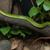 Spitzkopfnatter, Gonyosoma oxycephala