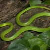 Spitzkopfnatter „Vietnam“, Gonyosoma oxycephala