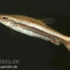Spitzmaul-Ziersalmler, Nannostomus eques, 3-4 cm