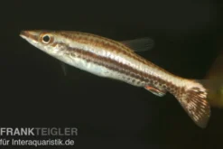 Spitzmaul-Ziersalmler, Nannostomus eques, 3-4 cm
