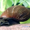 Spitzschlammschnecke, Lymnaea stagnalis (Kaltwasser)