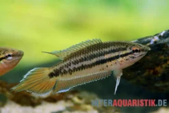 Spitzschwanzmakropode, Pseudosphromenus dayi
