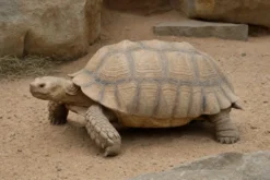 Spornschildkröte, Centrochelys sulcata