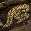 Spotnose-Clown-Königspython, Python regius