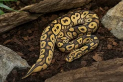 Spotnose-Clown-Königspython, Python regius