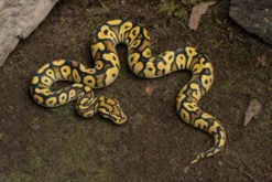Spotnose-Clown-Königspython, Python regius