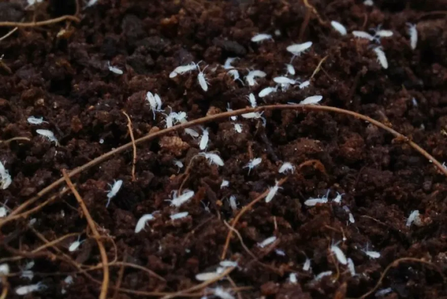 Springschwänze, Folsomia candida, Zuchtansatz