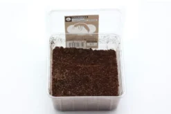 Springschwänze, Folsomia candida, Zuchtansatz