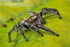 Springspinne, Hyllus diardi, gemischt