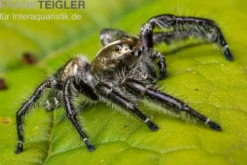 Springspinne, Hyllus diardi, gemischt