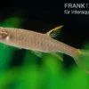 Spritzsalmler, Copella arnoldi, 3-4 cm