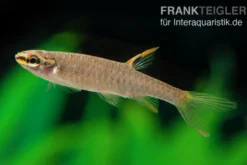 Spritzsalmler, Copella arnoldi, 3-4 cm