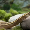 Stachelaal, Macrognathus lineatomaculatus