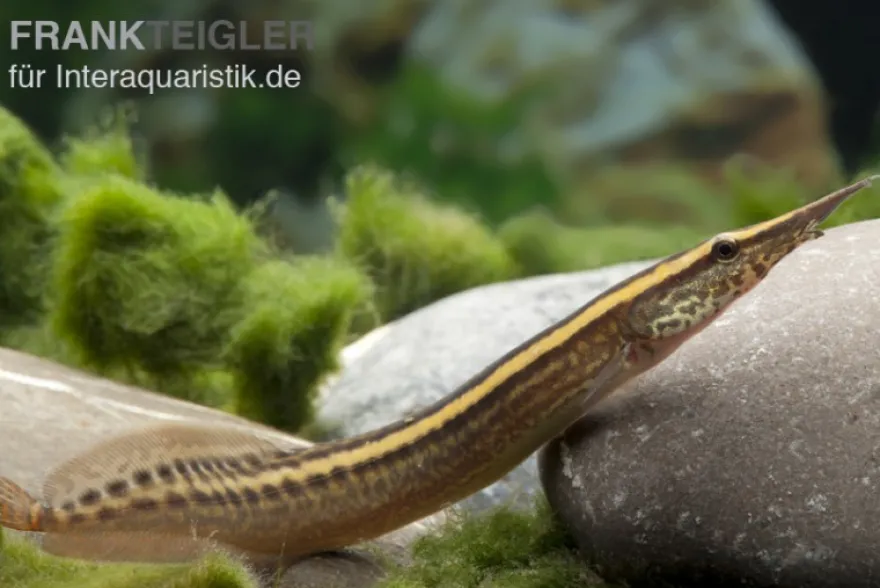 Stachelaal, Macrognathus lineatomaculatus