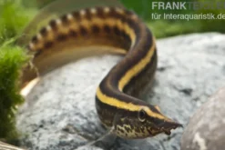 Stachelaal, Macrognathus lineatomaculatus