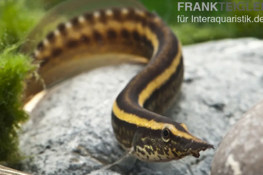 Stachelaal, Macrognathus lineatomaculatus