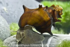 Stachelige Turmdeckelschnecke, Brotia pagodula