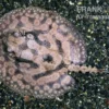 Stachelrochen, Potamotrygon hystrix