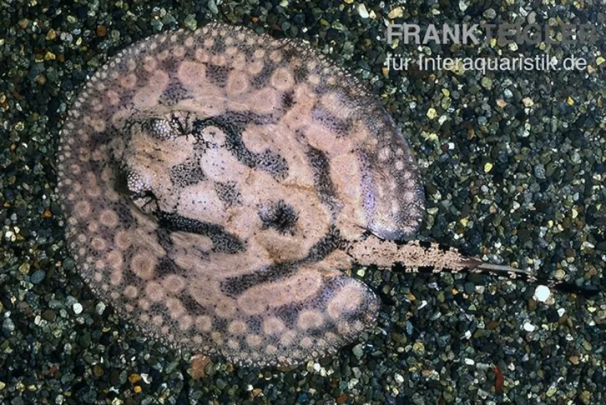 Stachelrochen, Potamotrygon hystrix