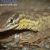 Stachelschwanzwaran, Varanus acanthurus