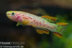 Stahlblauer Prachtkärpfling Gold, Fundulopanchax gardneri gold, DNZ