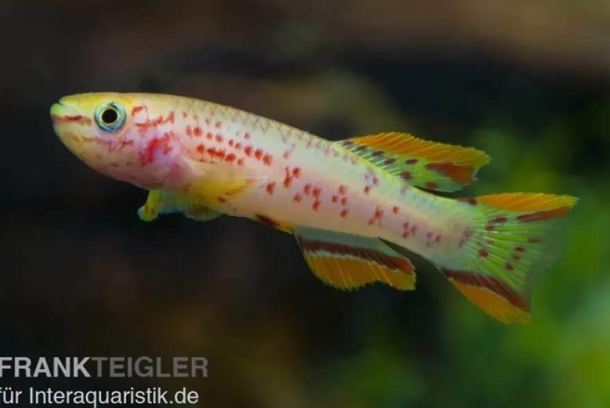 Stahlblauer Prachtkärpfling Gold, Fundulopanchax gardneri gold, DNZ