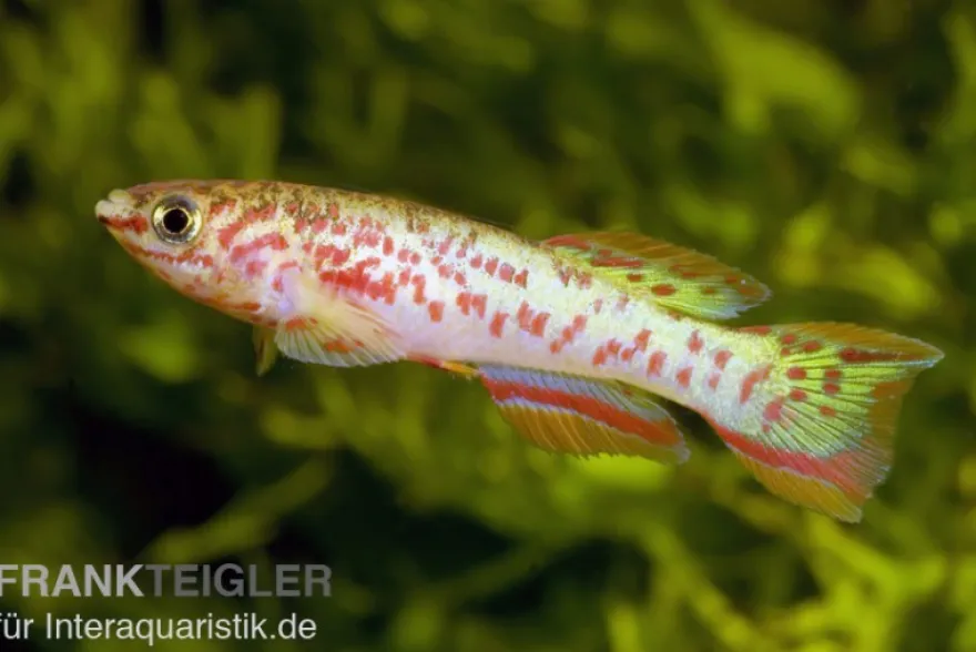 Stahlblauer Prachtkärpfling, Fundulopanchax gardneri