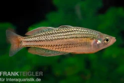 Starche-Creek-Regenbogenfisch, Melanotaenia maccullochi "Starche Creek", 5 Tiere