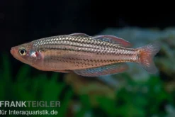 Starche-Creek-Regenbogenfisch, Melanotaenia maccullochi "Starche Creek", 5 Tiere
