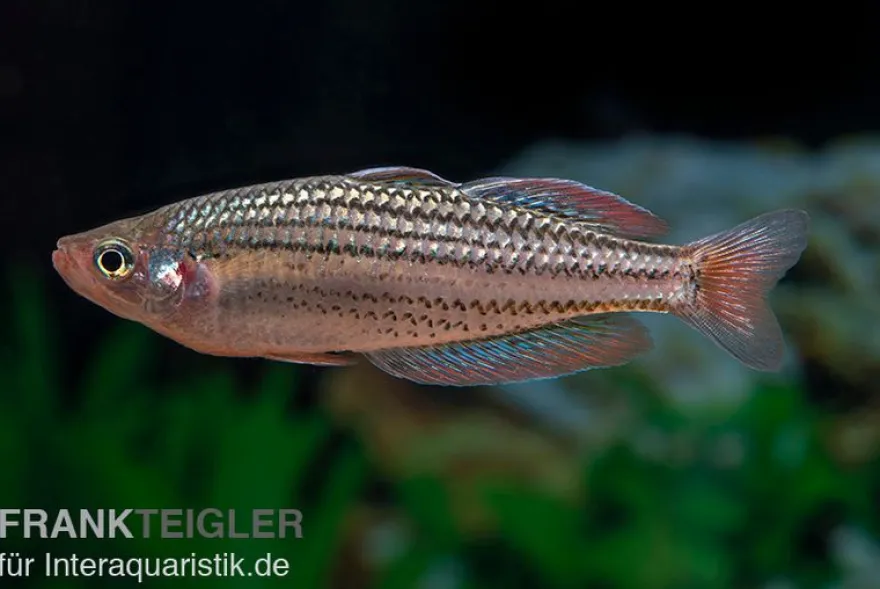 Starche-Creek-Regenbogenfisch, Melanotaenia maccullochi "Starche Creek", 5 Tiere