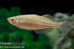 Starche-Creek-Regenbogenfisch, Melanotaenia maccullochi