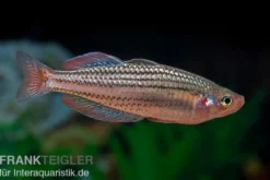 Starche-Creek-Regenbogenfisch, Melanotaenia maccullochi