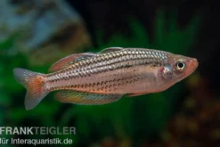 Starche-Creek-Regenbogenfisch, Melanotaenia maccullochi