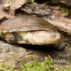 Starrbrust-Pelomeduse, Pelomedusa subrufa