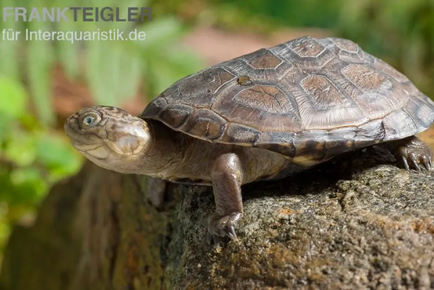 Starrbrust-Pelomeduse, Pelomedusa subrufa