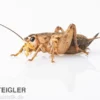 Steppengrillen, klein, Futterinsekten ca. 1000 Stück lose