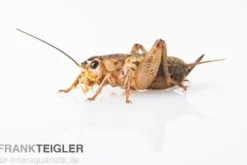 Steppengrillen, klein, Futterinsekten ca. 1000 Stück lose