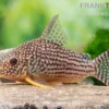 Sterbas Panzerwels, Corydoras sterbai