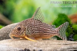 Sterbas Panzerwels, Corydoras sterbai