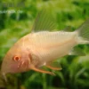 Sterbas Panzerwels, gold, Corydoras sterbai, gold