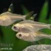 Sternflecksalmler gold, Pristella maxillaris (Minifisch)