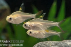 Sternflecksalmler gold, Pristella maxillaris (Minifisch)