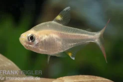 Sternflecksalmler gold, Pristella maxillaris (Minifisch)