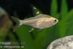 Sternflecksalmler gold, Pristella maxillaris (Minifisch)