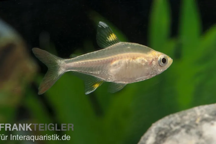 Sternflecksalmler gold, Pristella maxillaris (Minifisch)