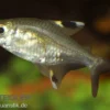 Sternflecksalmler, Pristella maxillaris (Minifisch)