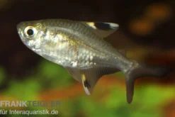 Sternflecksalmler, Pristella maxillaris (Minifisch)